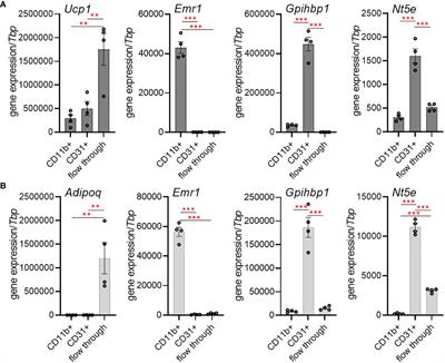 CD73-dependent generation of extracellular adenosine by vascular endothelial cells modulates de novo lipogenesis in adipose tissue